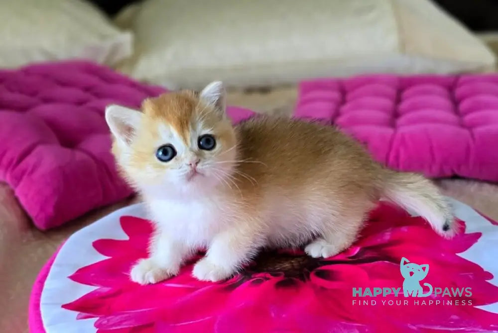 Fanta British Shorthair female black golden chinchilla live animals