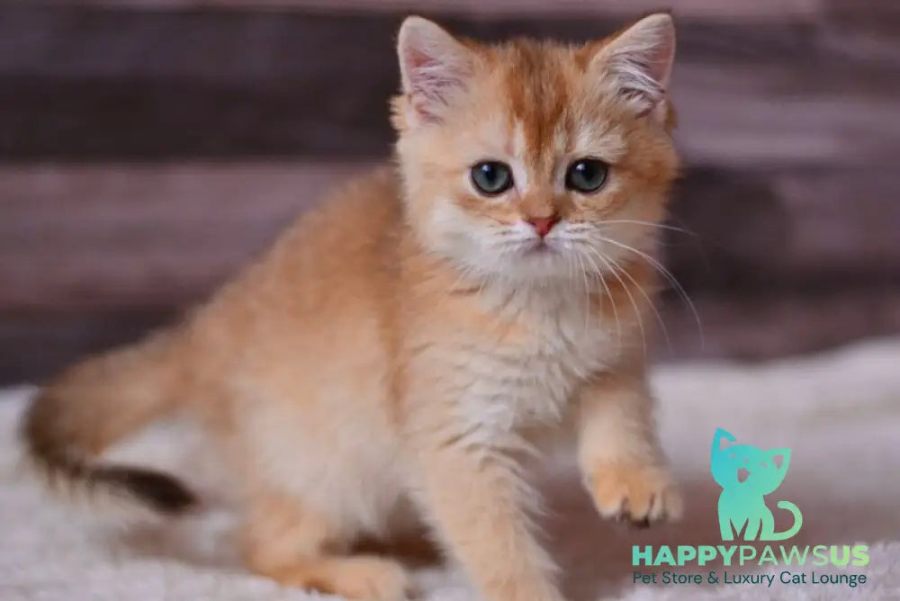 Fanta British Shorthair female chocolate golden shaded - live animals