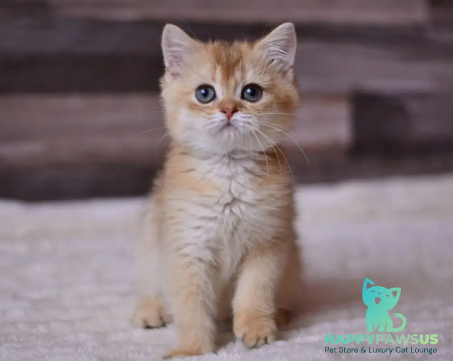 Fanta British Shorthair female chocolate golden shaded - live animals