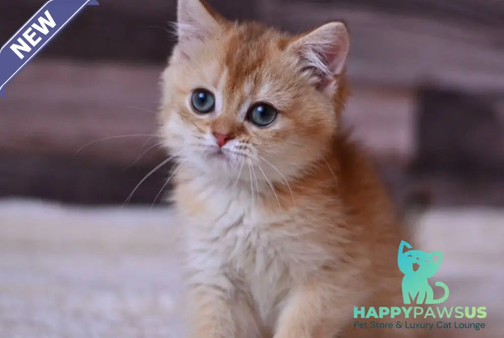 Fanta British Shorthair female chocolate golden shaded - live animals