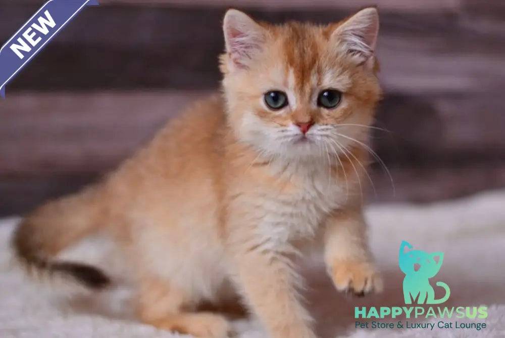 Fanta British Shorthair female chocolate golden shaded - live animals