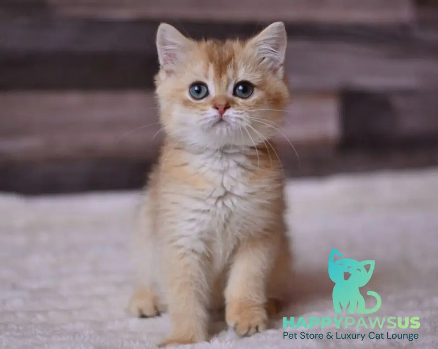 Fanta British Shorthair female chocolate golden shaded - live animals