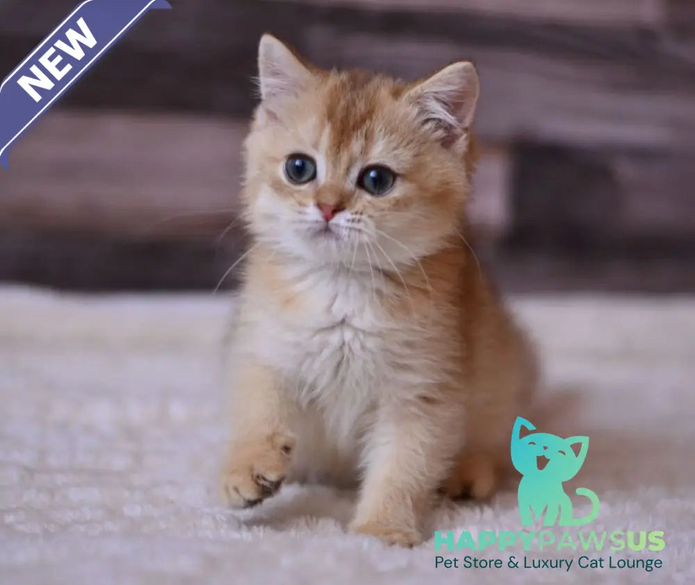 Fanta British Shorthair female chocolate golden shaded - live animals
