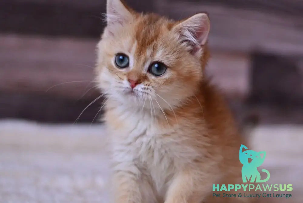 Fanta British Shorthair female chocolate golden shaded - live animals