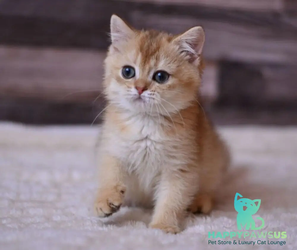 Fanta British Shorthair female chocolate golden shaded - live animals