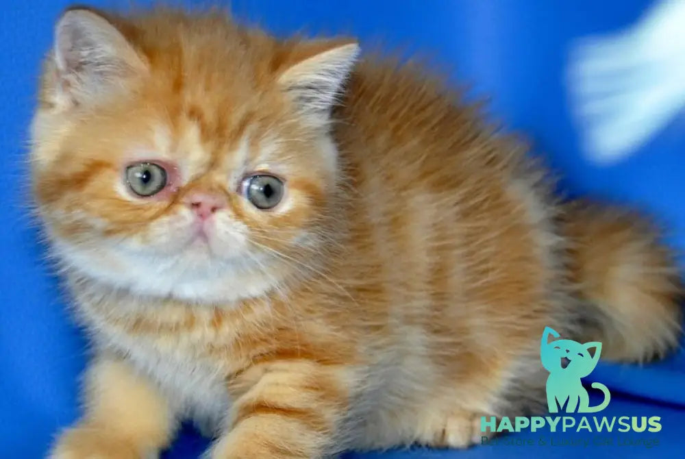 Fanta Exotic female red tabby - live animals