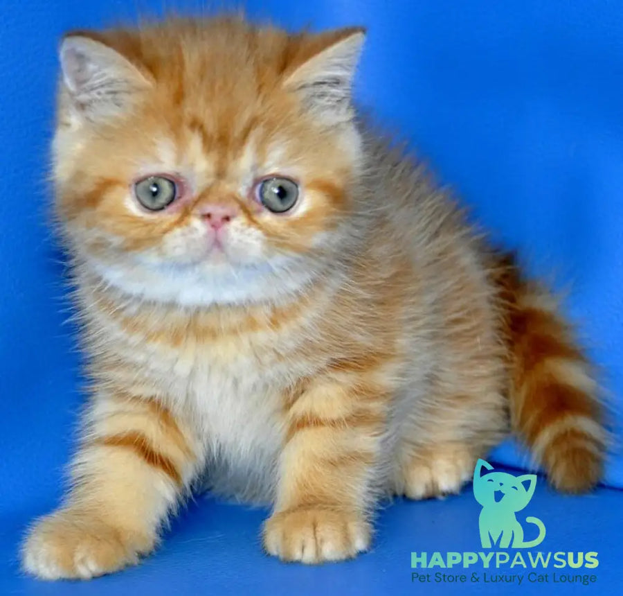 Fanta Exotic female red tabby - live animals