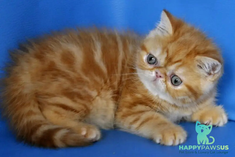 Fanta Exotic female red tabby - live animals