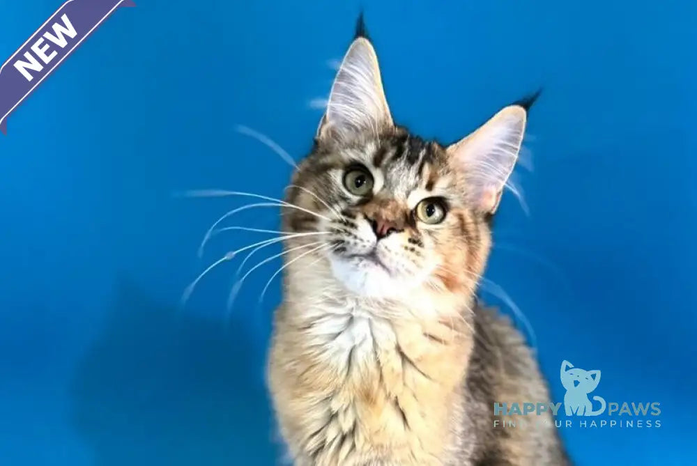 Fanta Maine Coon female black tortie ticked tabby live animals