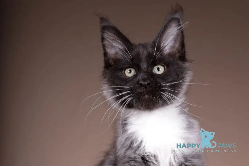 Fanta Maine Coon polydactyl female black bicolour live animals