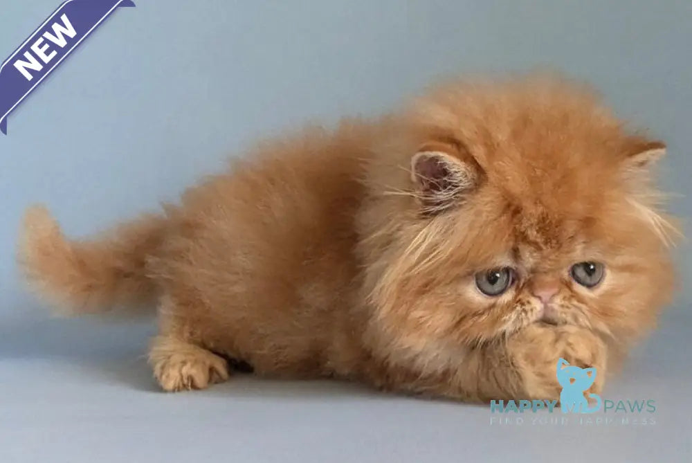 Fanta Persian female red tabby live animals