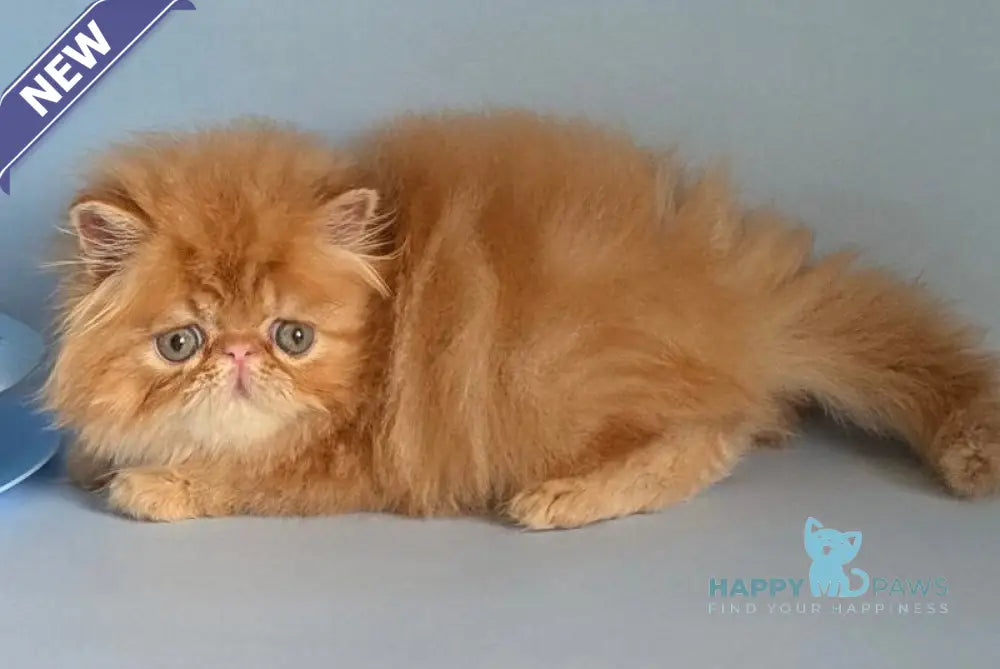 Fanta Persian female red tabby live animals