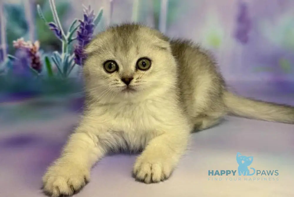 Fanta Scottish Fold female black silver ticked tabby live animals