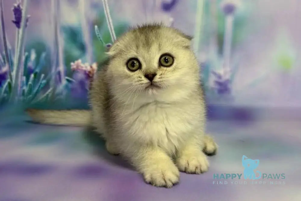 Fanta Scottish Fold female black silver ticked tabby live animals