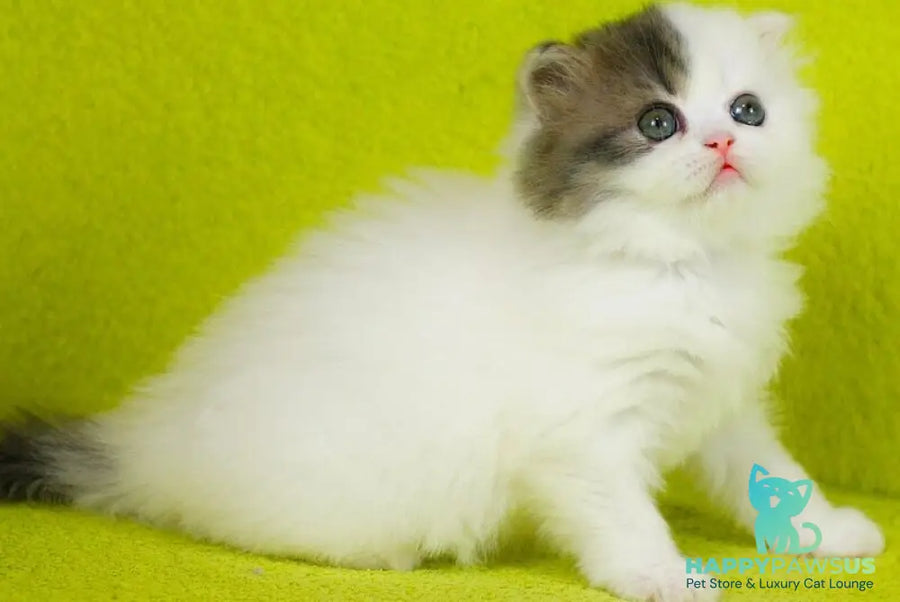 Fantasia Scottish Straight female blue tabby van - live animals
