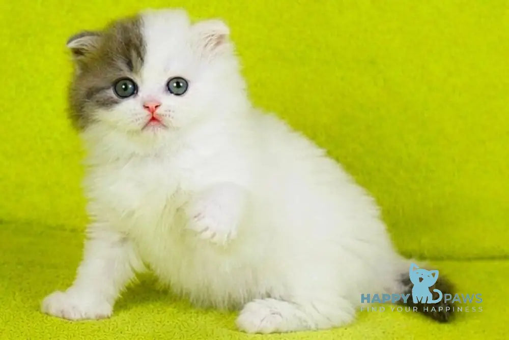 Fantasia Scottish Straight female blue tabby van - live animals