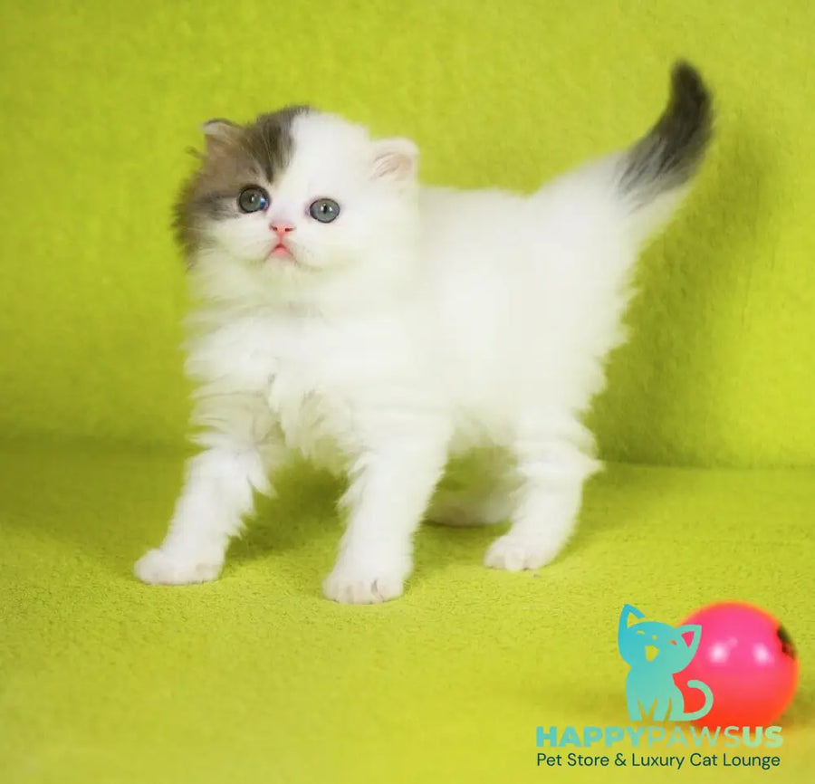 Fantasia Scottish Straight female blue tabby van - live animals