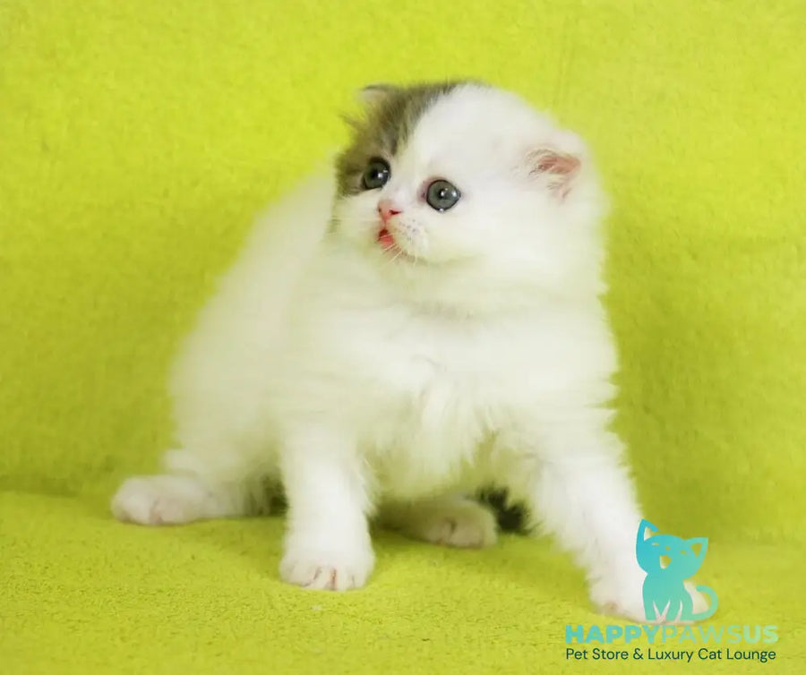 Fantasia Scottish Straight female blue tabby van - live animals