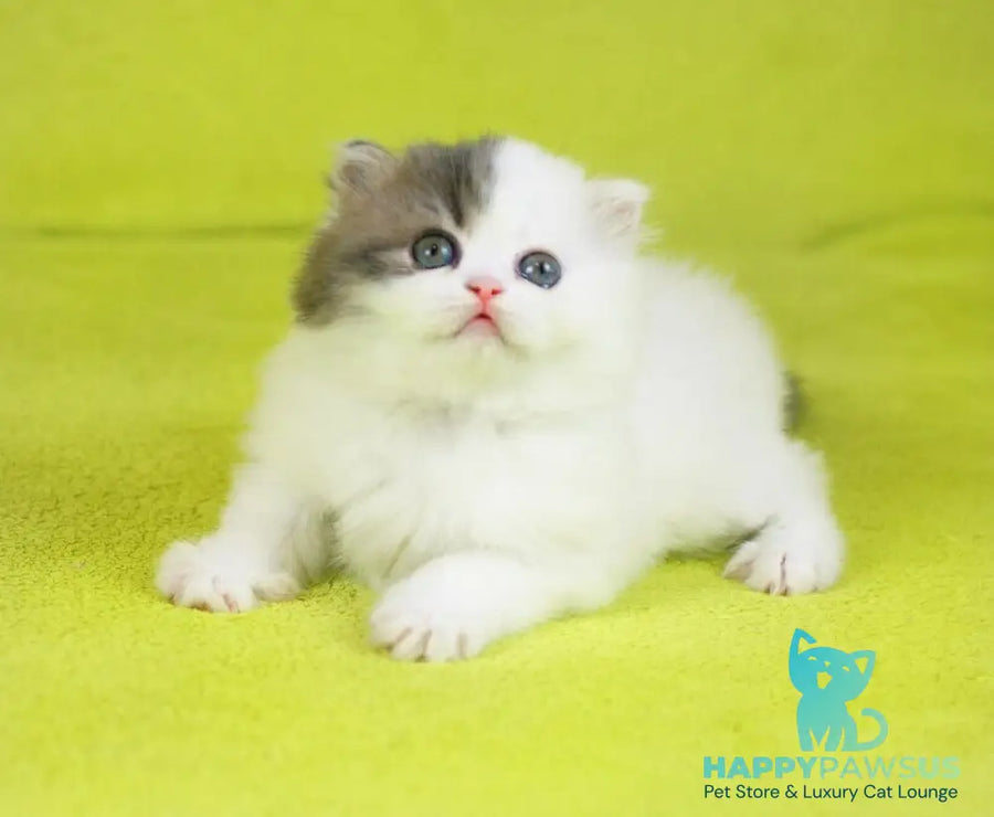 Fantasia Scottish Straight female blue tabby van - live animals