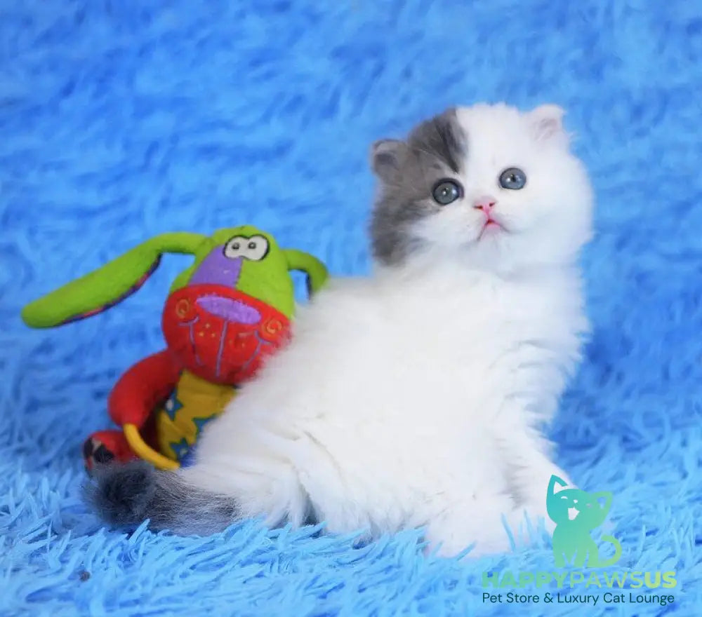 Fantasia Scottish Straight female blue tabby van - live animals