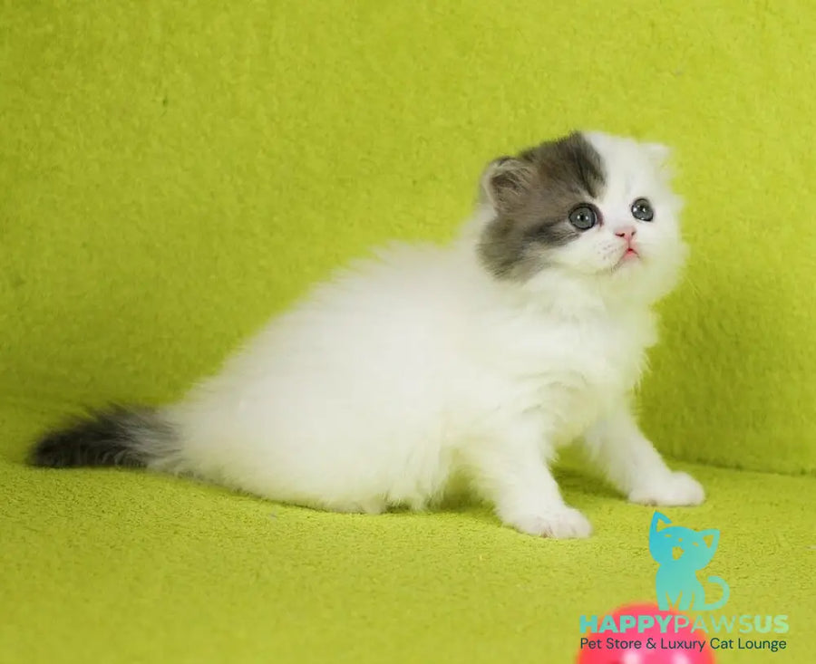 Fantasia Scottish Straight female blue tabby van - live animals