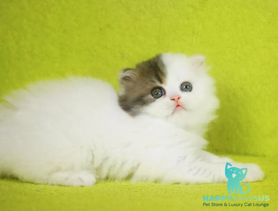 Fantasia Scottish Straight female blue tabby van - live animals