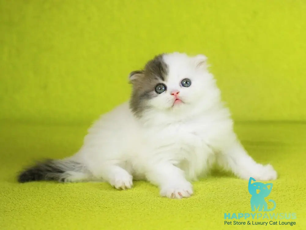 Fantasia Scottish Straight female blue tabby van - live animals