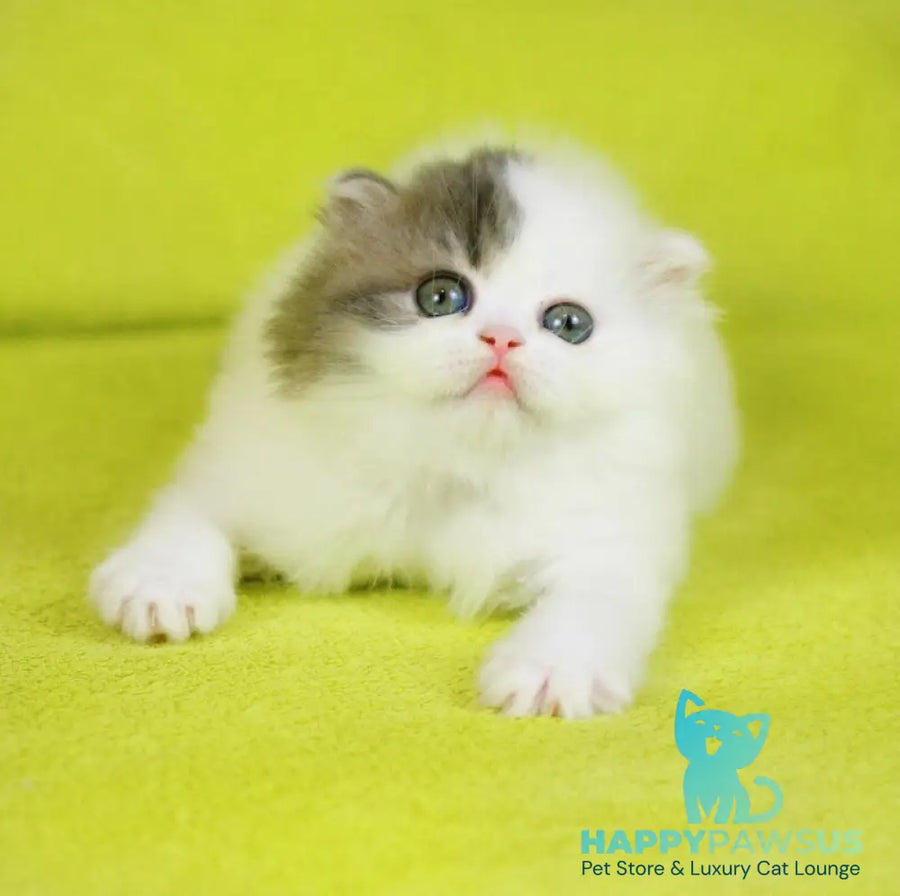 Fantasia Scottish Straight female blue tabby van - live animals