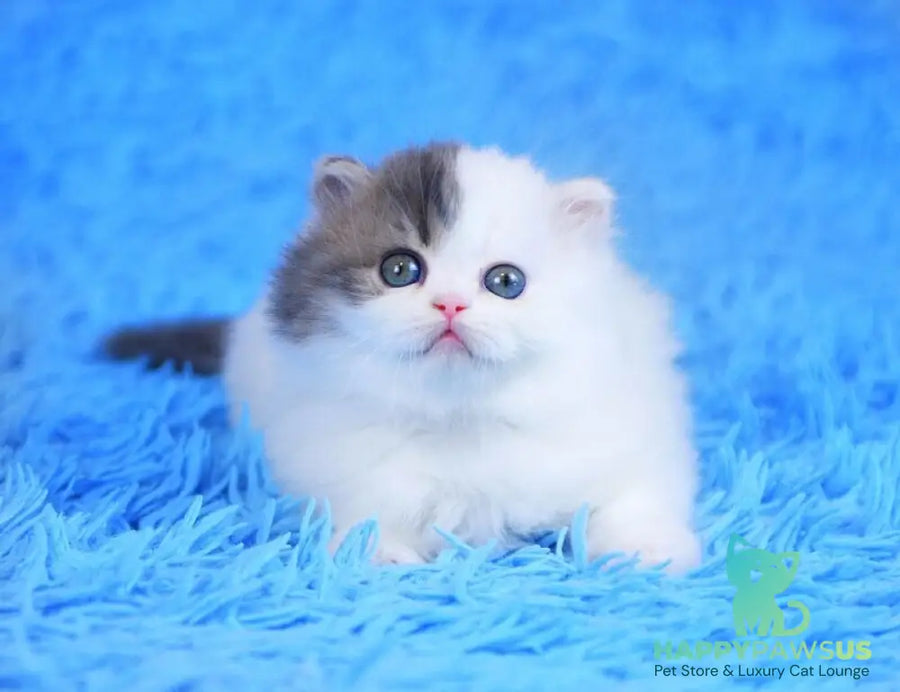 Fantasia Scottish Straight female blue tabby van - live animals