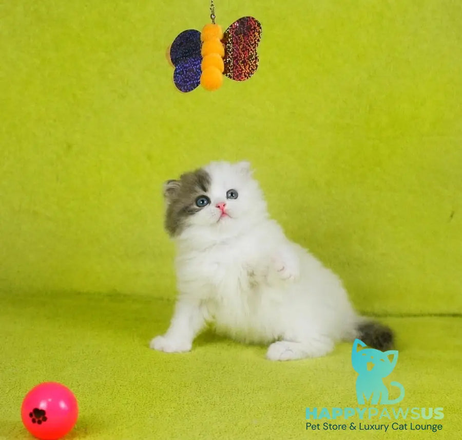 Fantasia Scottish Straight female blue tabby van - live animals