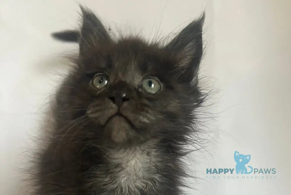 Fantasy Maine Coon female black - live animals