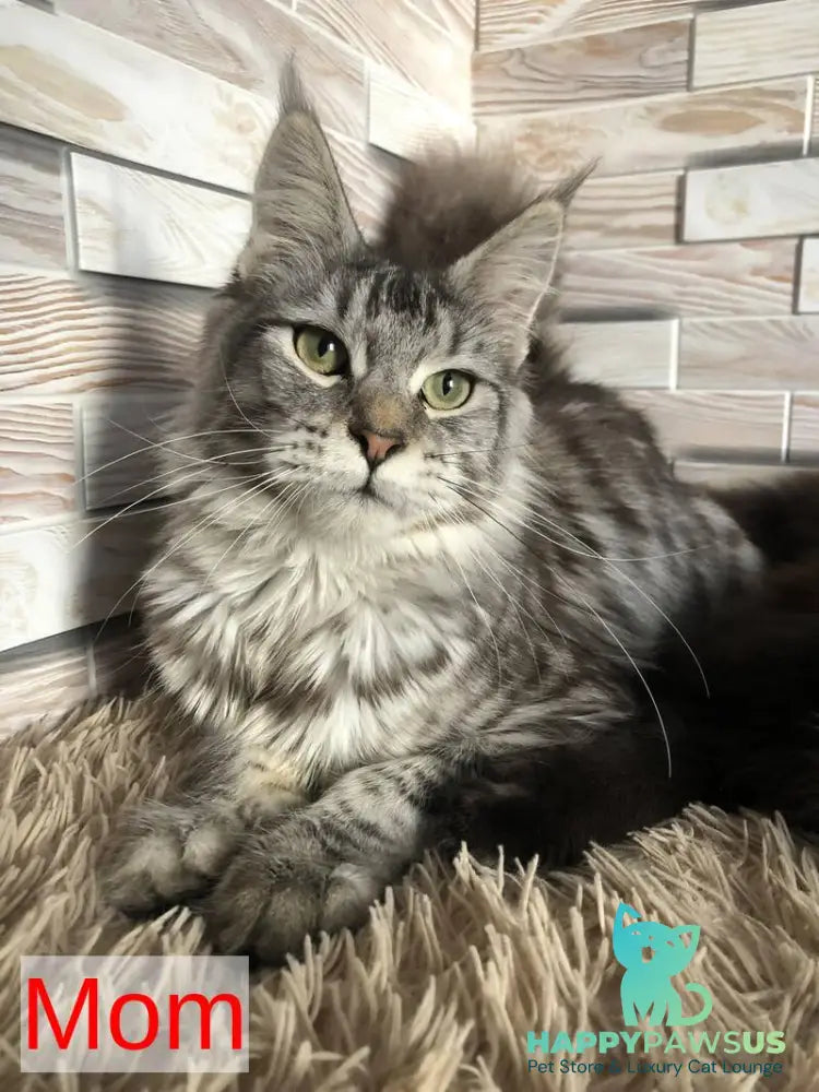 Fantasy Maine Coon female black - live animals