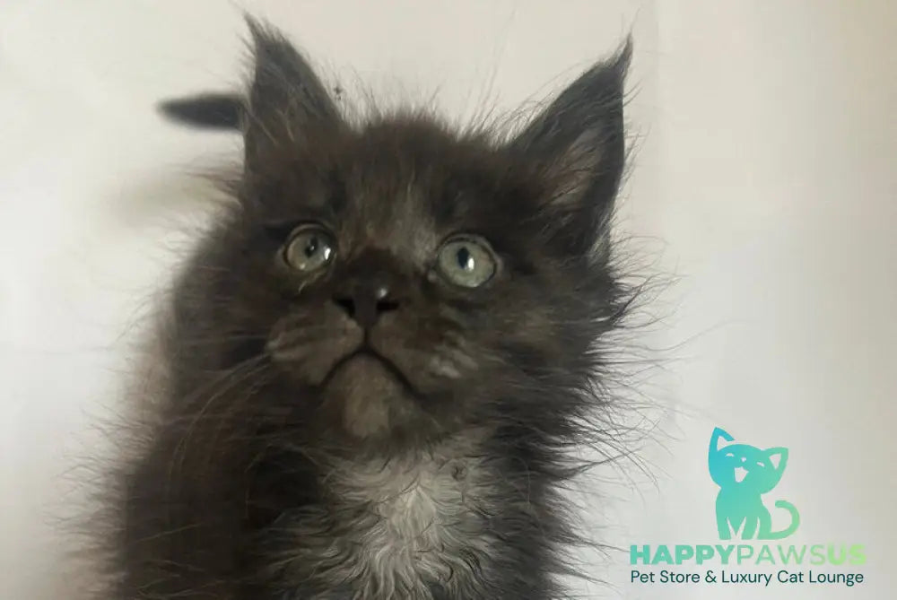 Fantasy Maine Coon female black - live animals
