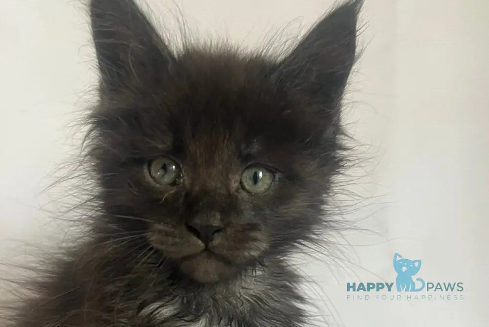 Fantasy Maine Coon female black - live animals