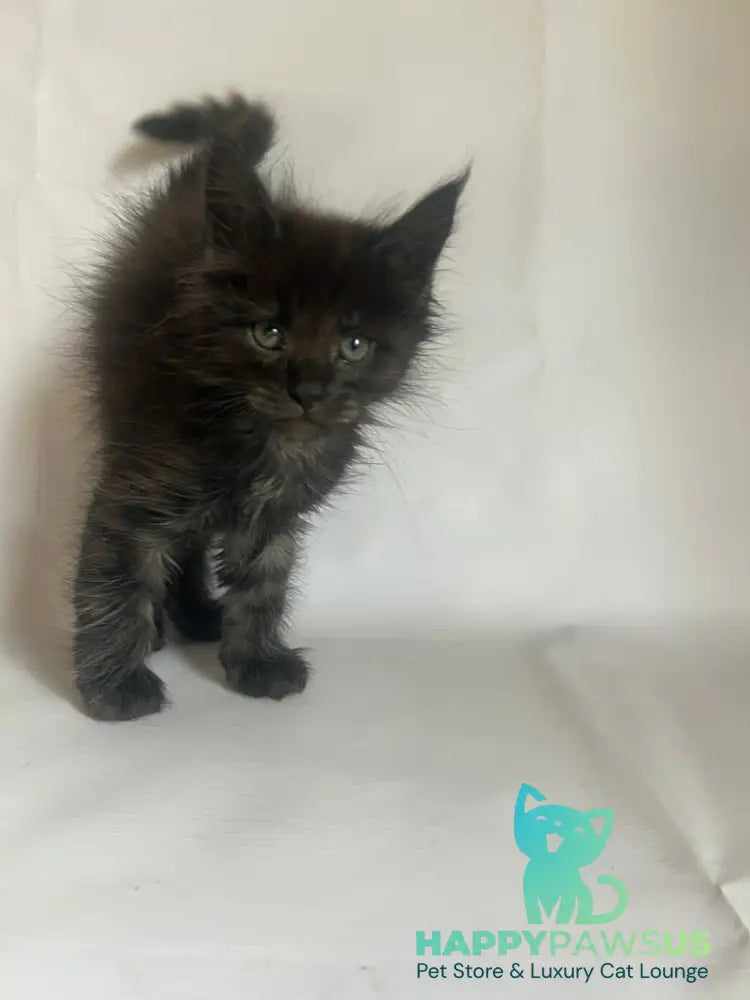 Fantasy Maine Coon female black - live animals