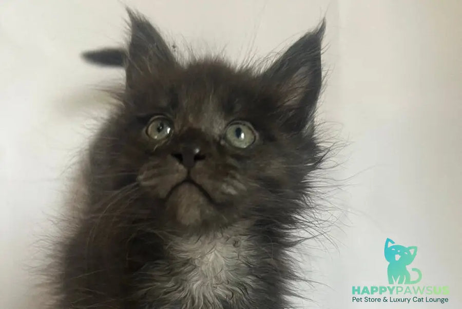 Fantasy Maine Coon female black - live animals