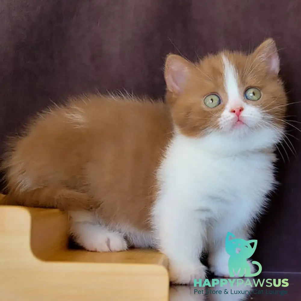 Fantasy Munchkin female cinnamon bicolour - live animals