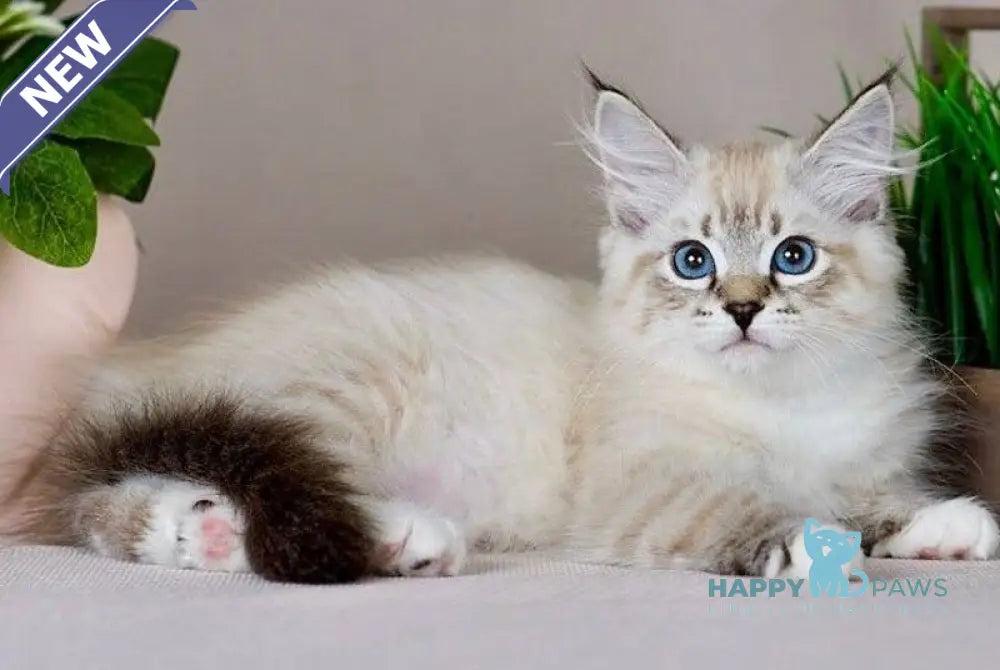 Fantasy Siberian female seal with white tabby pointed - live animals