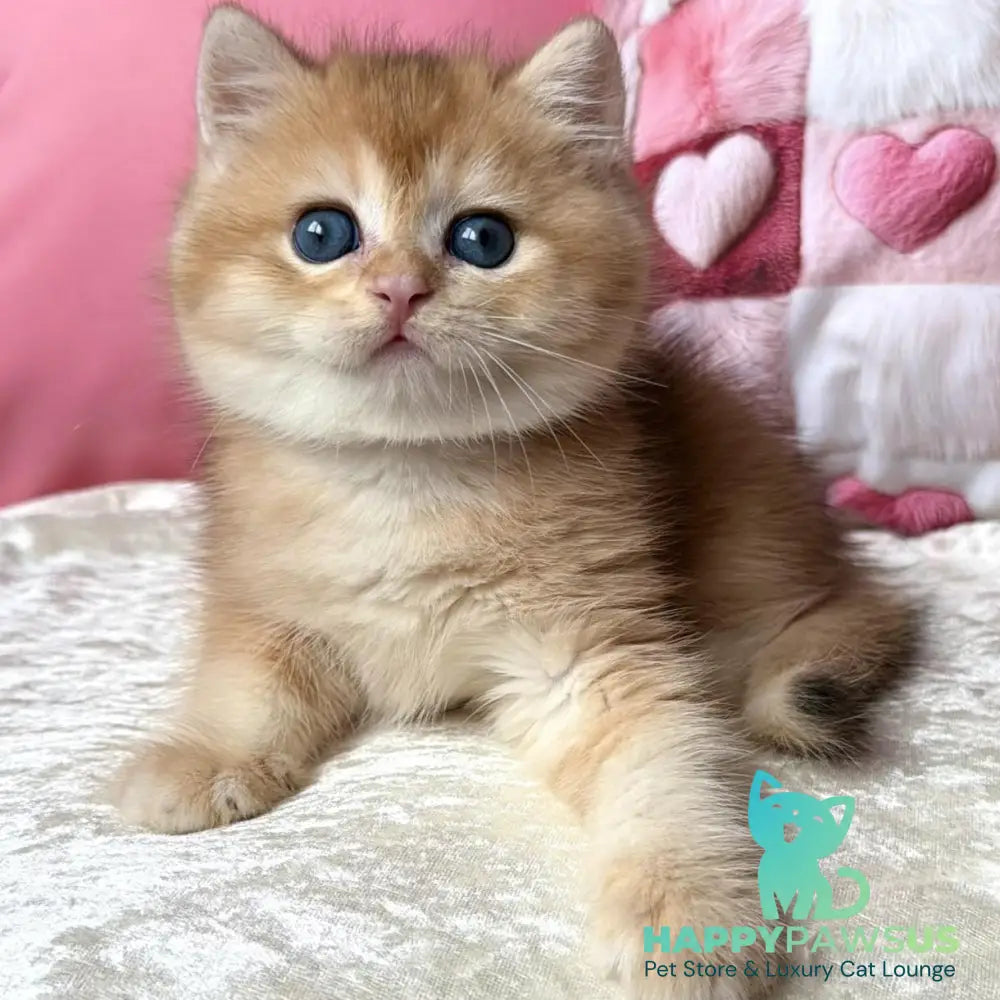 Fantic British Shorthair male black golden chinchilla - live animals
