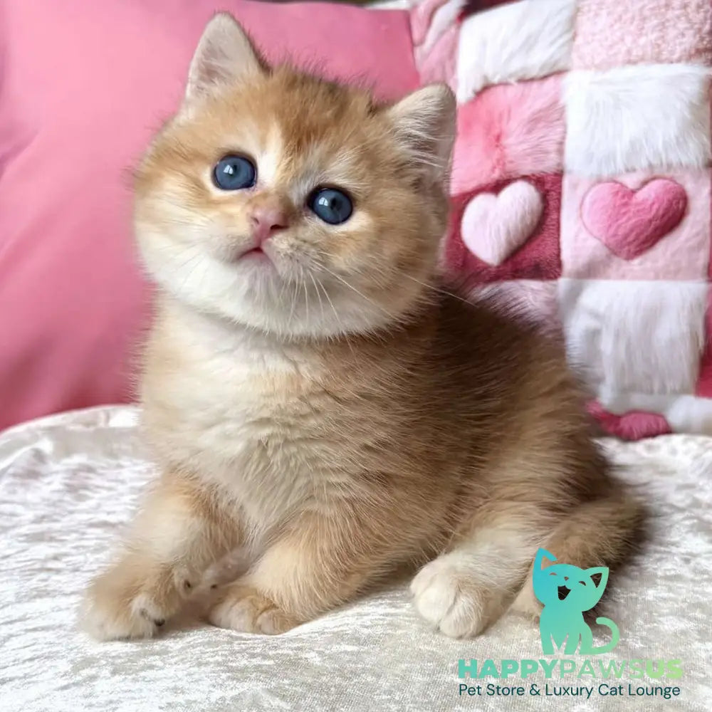 Fantic British Shorthair male black golden chinchilla - live animals