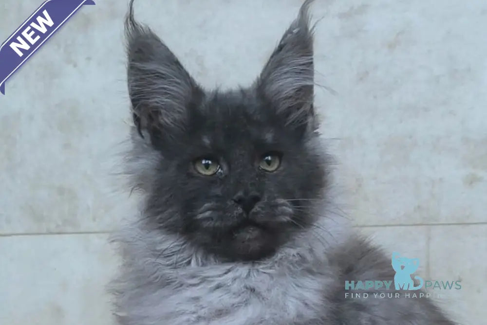 Fantik Maine Coon male black silver live animals