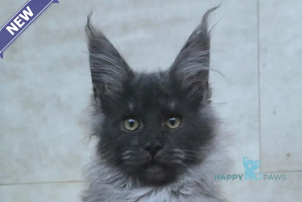 Fantik Maine Coon male black silver live animals