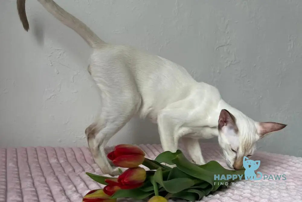 Fantik Siamese male red pointed live animals