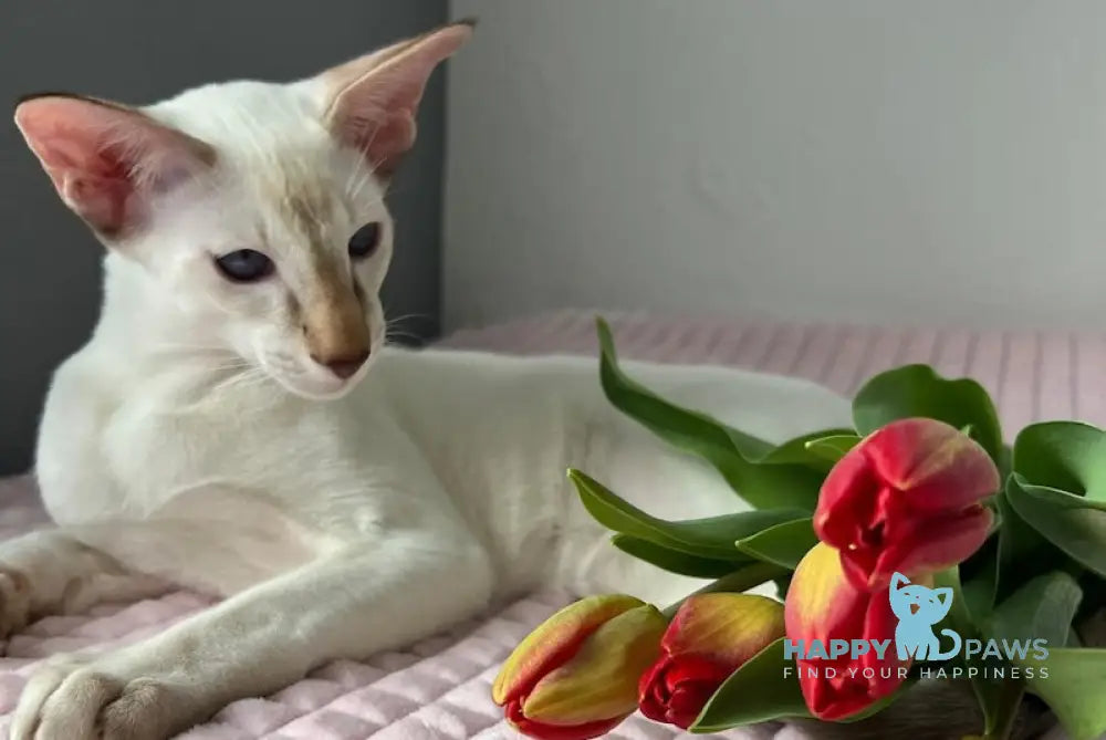 Fantik Siamese male red pointed live animals