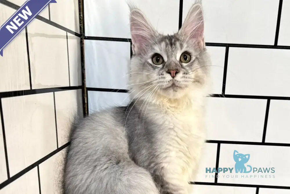 Fanya Maine Coon female blue tortie silver ticked tabby with white live animals
