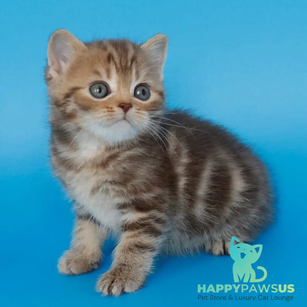 Faraon British Shorthair male chocolate tabby - live animals