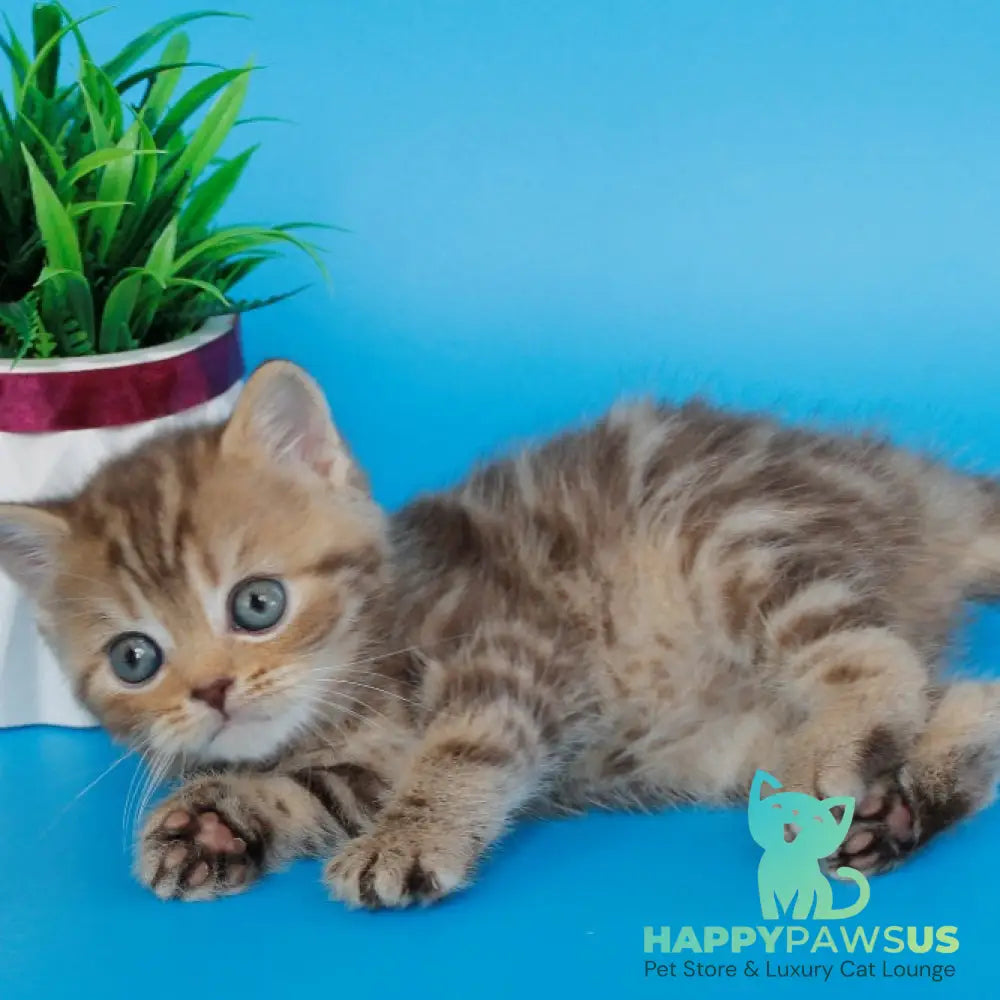 Faraon British Shorthair male chocolate tabby - live animals