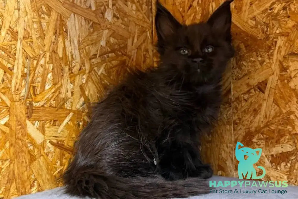 Fargo Maine Coon male black - live animals