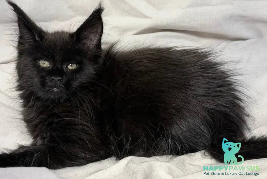 Fargo Maine Coon male black - live animals