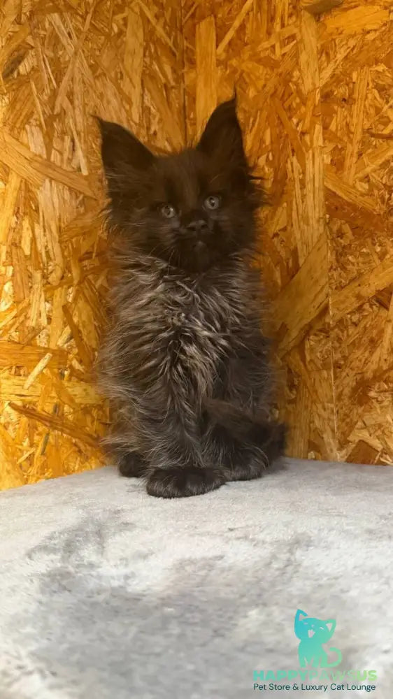 Fargo Maine Coon male black - live animals